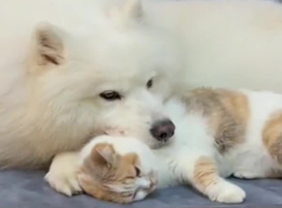 萨摩耶为什么总被猫咪打到身上