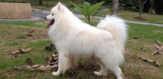 萨摩耶犬一天吃几顿