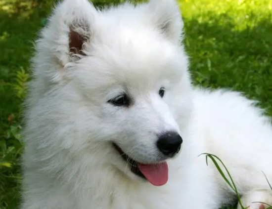 萨摩犬价格 萨摩耶多少钱一只