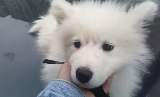 纯种萨摩耶犬幼犬价格 200一只吗