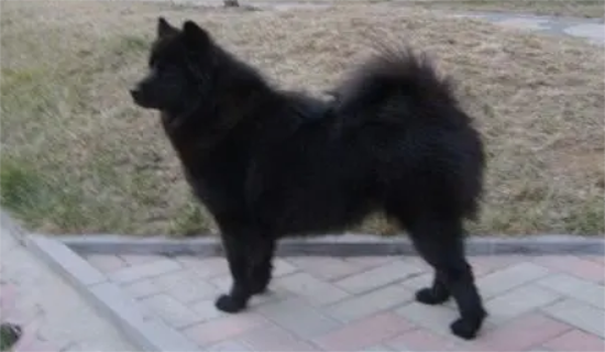 萨摩耶犬黑色