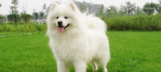 萨摩耶犬有攻击性吗