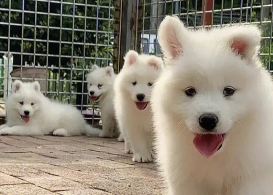 萨摩耶幼犬一只多少钱