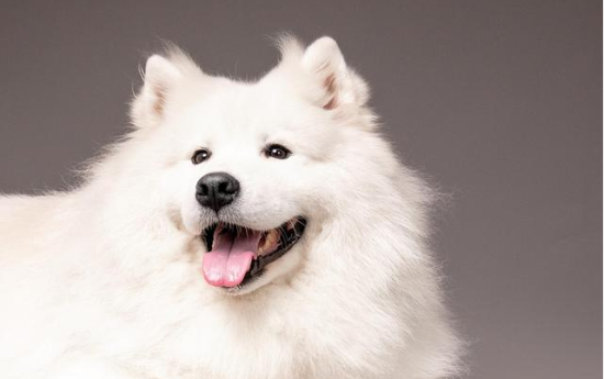 萨摩犬吃什么狗粮好