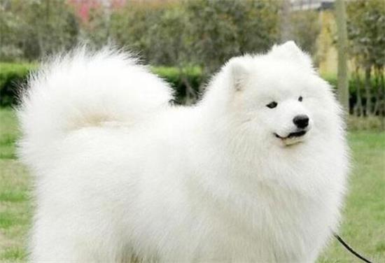 萨摩耶犬喜欢什么