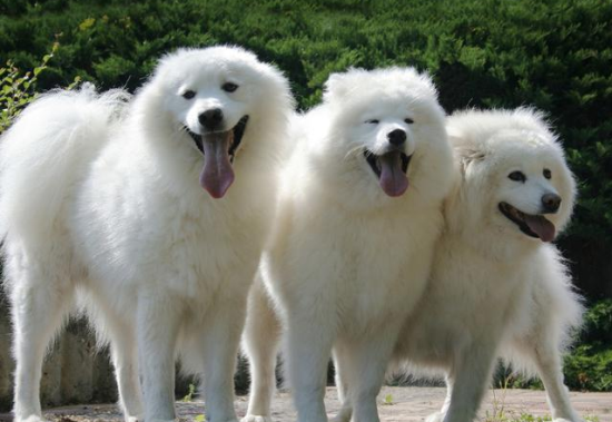 萨摩耶犬最喜欢吃什么食物
