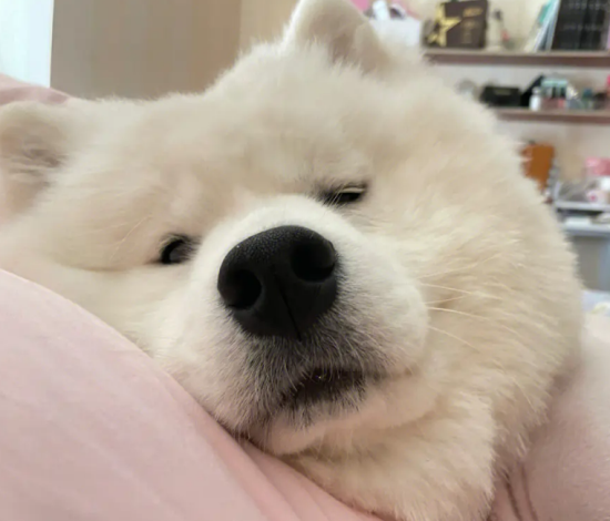 萨摩耶栓久了会怎么样？