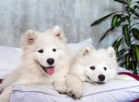 萨摩耶幼犬怎么养？两个月大的萨摩耶幼犬吃什么狗粮好