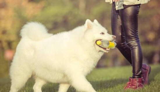 萨摩耶犬喂养，不可过分溺爱注意不要偏食