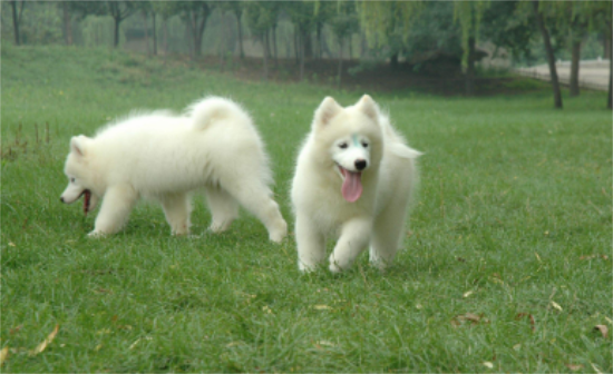 萨摩耶犬的繁育知识大全