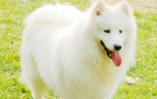 萨摩耶犬的饲养方法，不要让幼犬吃人们的剩菜剩饭！