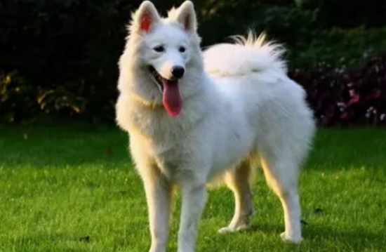 萨摩耶犬护理的常用工具是什么？