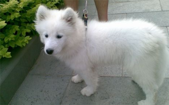 萨摩耶犬的饲养方法，不要让幼犬吃人们的剩菜剩饭！