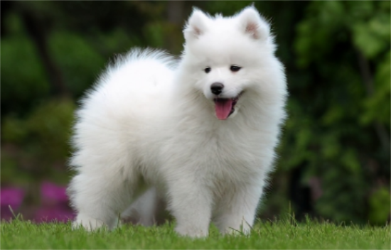 萨摩耶犬的繁育知识大全