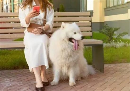 如何为两个月大的萨摩耶幼犬选择合适的狗粮？