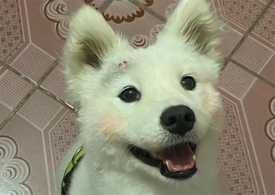 萨摩耶眼皮子被划伤，应该怎么办？
