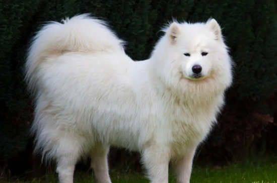 萨摩耶犬能长多大多重？快来看看吧~