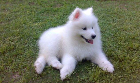 三个月的萨摩耶犬，一天吃几顿为好？