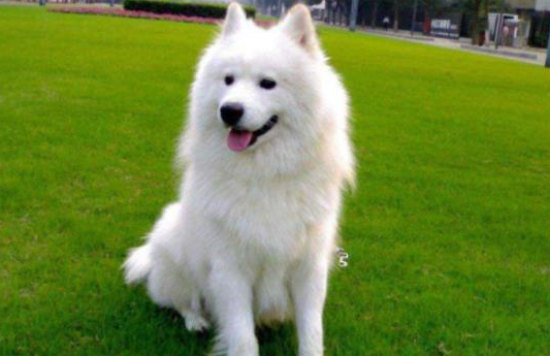萨摩耶犬怎么样喂养？按照以下方法即可