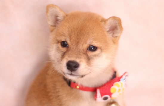 柴犬感冒咳嗽怎么治