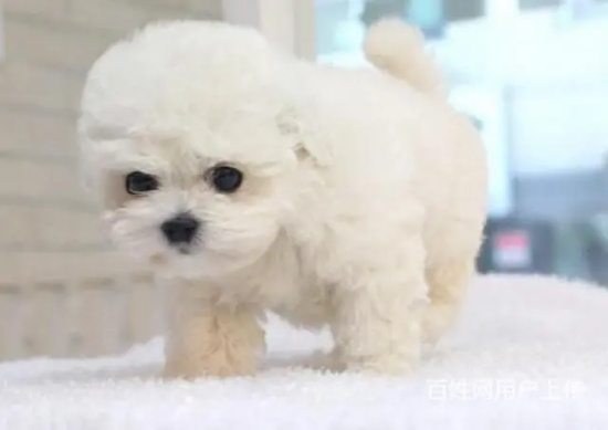 幼犬可以吃鸡蛋吗？
