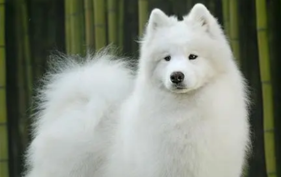 萨摩耶犬多大换牙？换牙期这些事项要注意