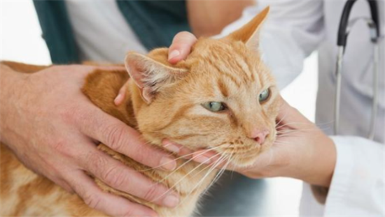 猫咪站不起来怀疑把吃过老鼠药的老鼠吃了该怎么办？
