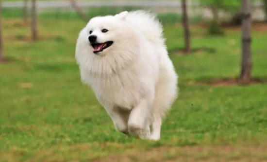 萨摩耶犬吃什么水果？铲屎官必看！