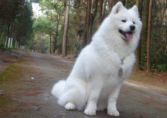 萨摩耶犬怎么看血统纯不纯？想养的看过来