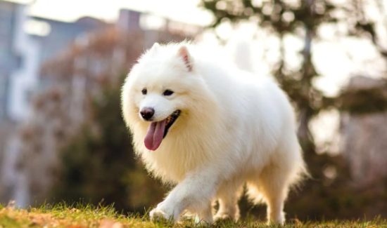 萨摩耶犬瘟热怎么治疗？