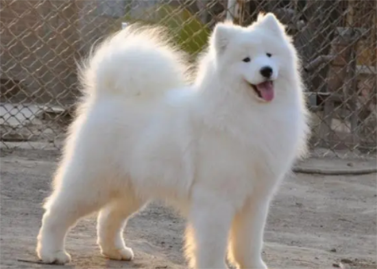 训练萨摩耶犬随行,原来如此简单