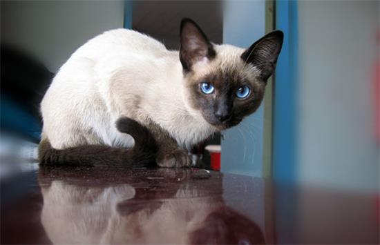 猫咪吃多了会吐吗?