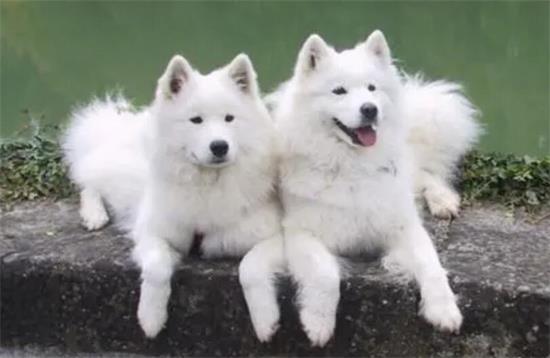 萨摩耶犬最早是工作犬吗？你知道萨摩耶的几个特点吗？
