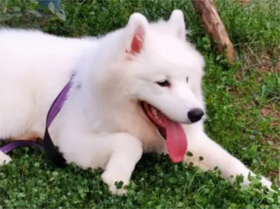 萨摩耶犬泪痕怎么办？看这里~