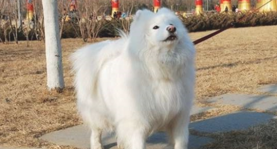 萨摩耶的5个缺点，养之前一定要了解！