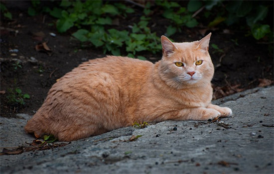 猫咪体味特别大怎么办?怎么去除?
