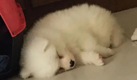 萨摩耶犬咳嗽怎么办？主人要重视