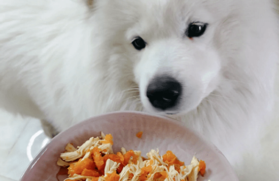 萨摩耶犬不爱吃狗粮怎么办？需要找到原因