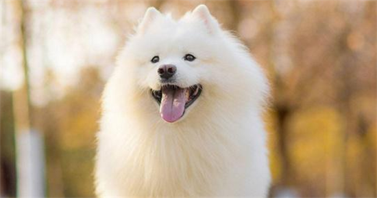 萨摩耶犬哺乳期吃什么？