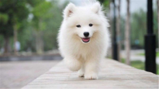 萨摩耶犬得犬瘟热会出现这些症状，家长们一定要好好get