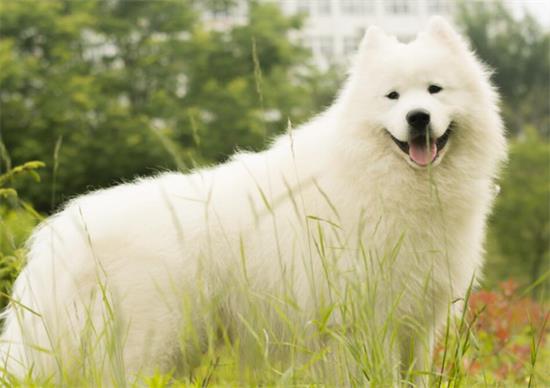 微笑天使萨摩耶犬，到底价值几何呢？
