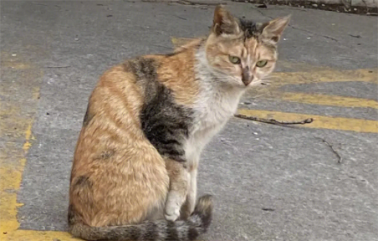 猫咪晕车多久才能恢复？