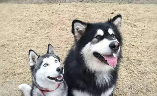 雪橇犬三傻包括哪三傻？