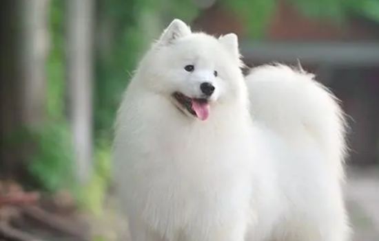 纯种萨摩耶犬多少钱一只，看过来！