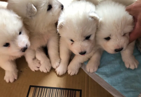 萨摩耶犬的优缺点，还不快来了解一下~
