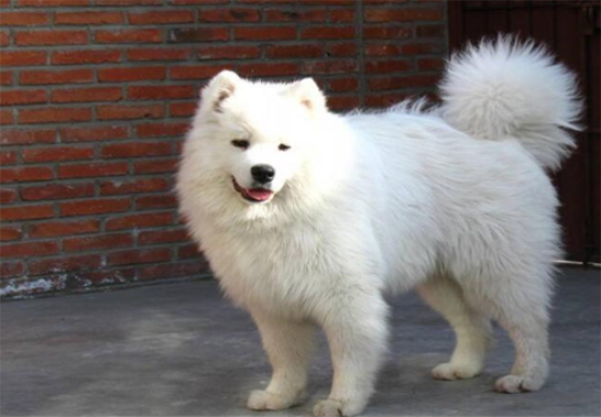 爱斯基摩犬和萨摩耶到底有何区别