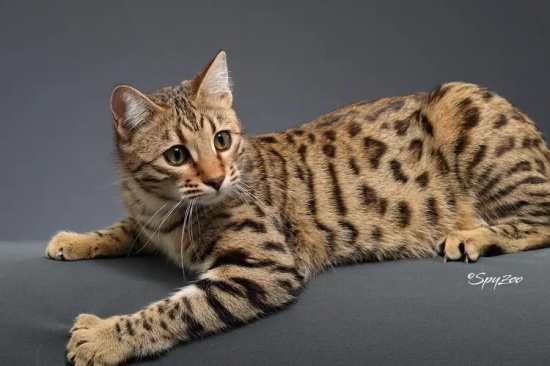 猫咪呕吐吃什么药？