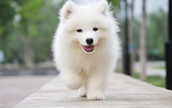 萨摩耶犬要不要补钙？