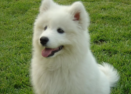 萨摩耶犬什么时候发情？你知道不？