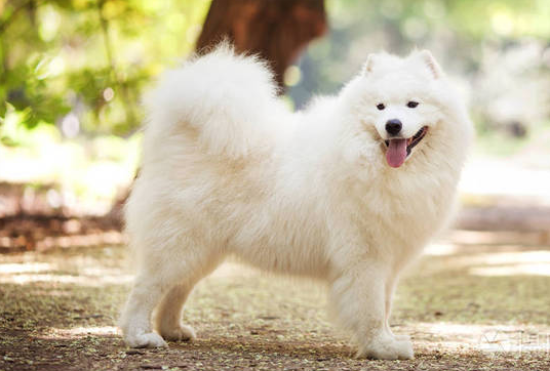 一文告诉你，萨摩耶犬什么时候打虫？